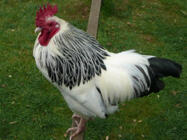 Light Sussex Cock