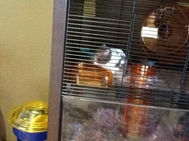Look at rex chilling in his cage!