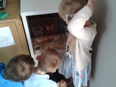 The kids watching our gerbils in the Qute