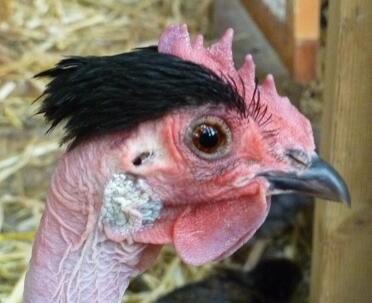 A picture of a naked necked chicken.