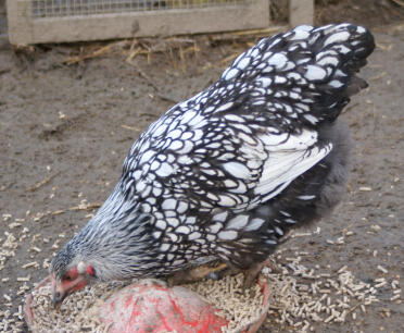 Silver laced