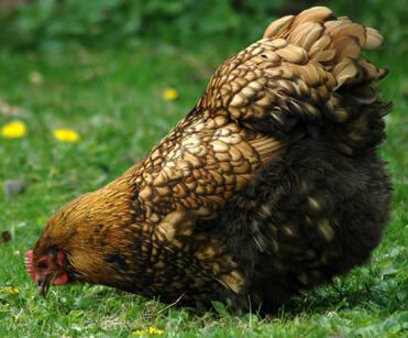 Gold laced orpington in the garden