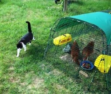 2 chickens in Eglu chicken coop run with cat outside