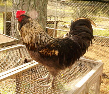 Olive Egger hybrid rooster - bred to produce olive colored eggs from a Fr Black Copper Marans rooster and a Splash Ameraucana hen