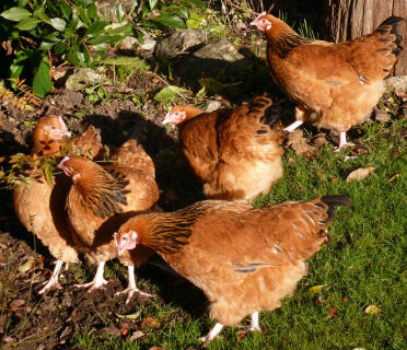 Buff Sussex hens at 20 weeks