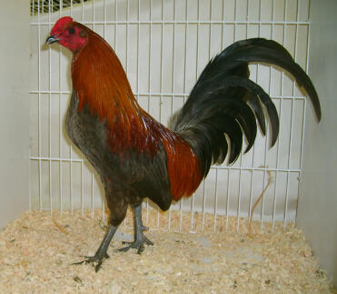 Male in a cage