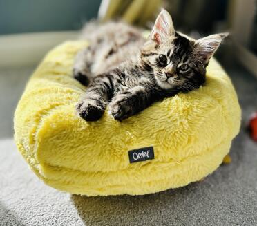 I love my new bed😻