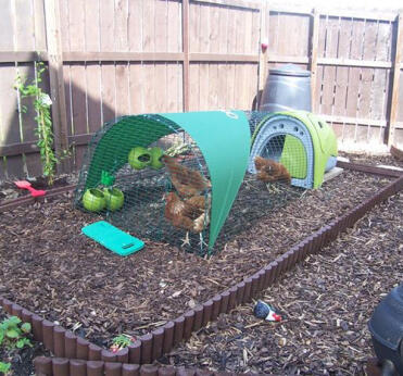 Green Eglu chicken coop with run, shade cover and 3 chickens