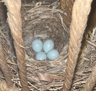 Finch eggs- the night before they hatched