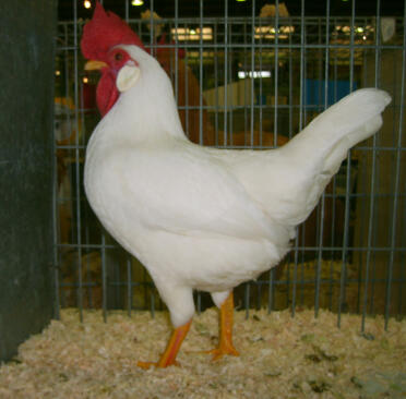 Leghorn