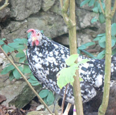 Chicken next to wall