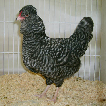 Aracauna chicken