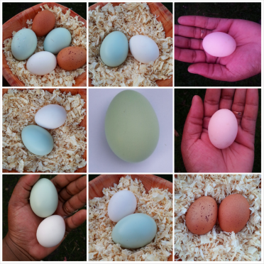 my egg collection