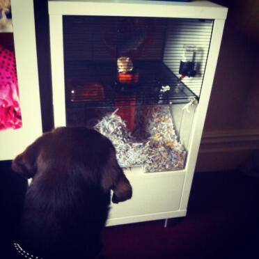 This is my dog and my gerbil seeing each other through the Qute :)