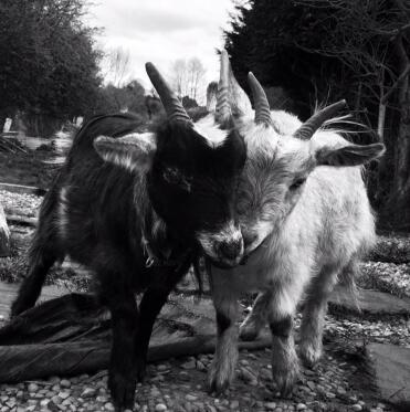 Dave (left) & pete, my pygmy Goats 
