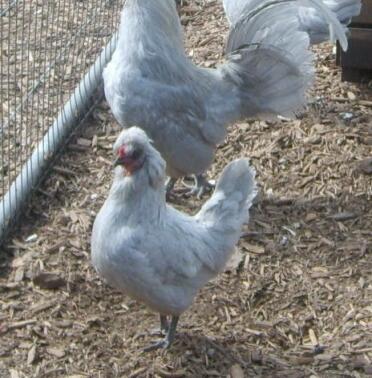 Chickens outside in run