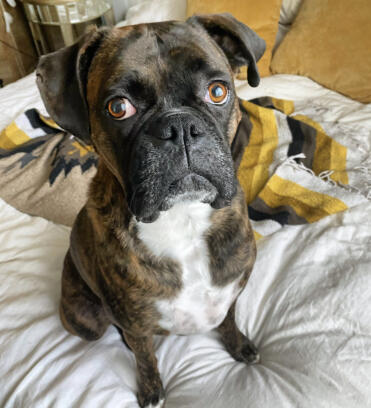 Boxers are the best! so much character- such characters! 