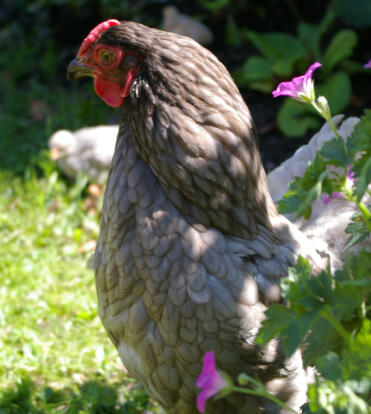 Blue wyandotte posing in garden