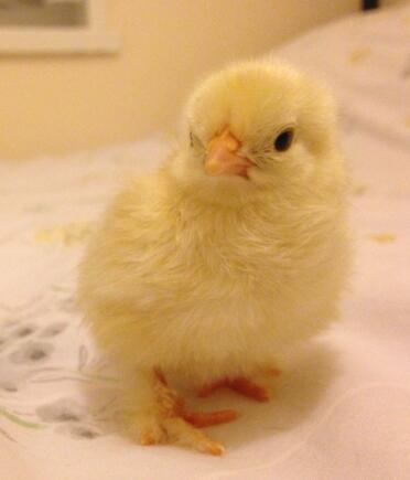 Pekin bantam chick 2 days old 