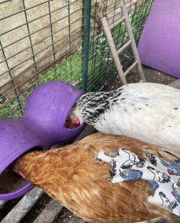Keeps their food dry especially with all the rain we have been having. the girls seem to like using it.