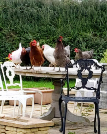  chicks on our table before they return to their Omlet!
