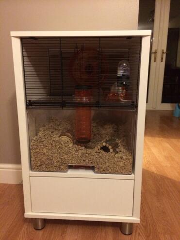 Our 2 gerbils love it