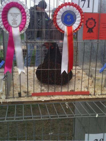 Golden laced hen at tendering show 2012
