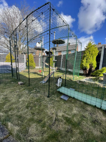 3/6 cats in catio