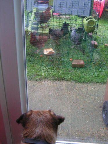 Kenzie our border terrier checking her new friends