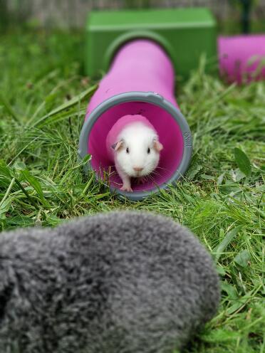 Baby guinea pig in its tunnel