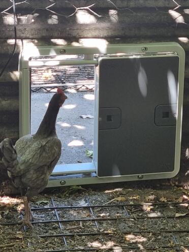 A bantam checking out the new door.