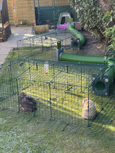 Buttons & fudge enjoying there 2nd Zippi tunnel extension 