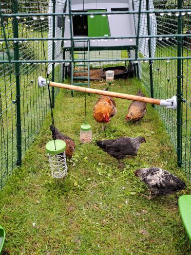 Hedemora hens in 4 metres Eglu Cube with farm and entertainment. 