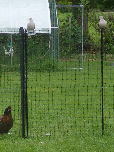 It's not just chickens that love Omlet😉
