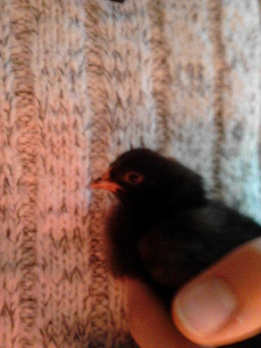 Cuckoo Maran chick at around 1 week