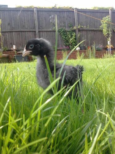 Cuckoo Maran chick at around 4 week