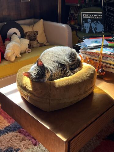 The perfect spot for a nap!