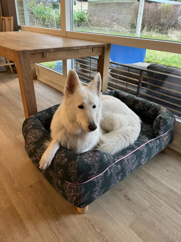 Happy dog