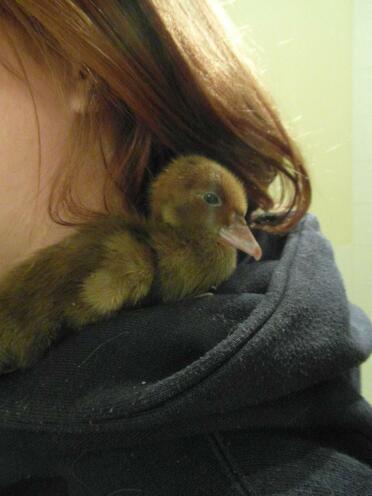 Muscovy duckling