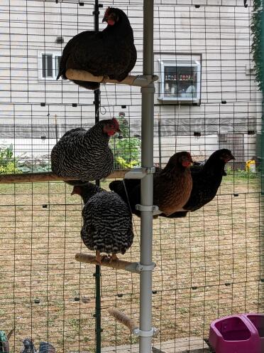 Perch tree gals