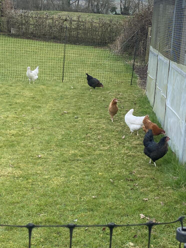Just waiting for the eggs to arrive! 