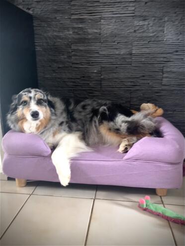 Jaya who wasted no time in trying out her new bed