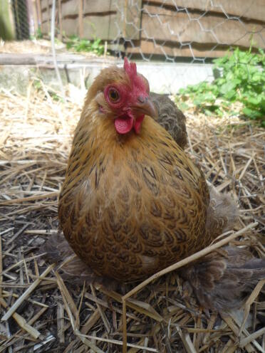 This is my gold partridge pekin and she looks being fussed