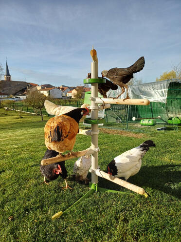 Happy chickens!