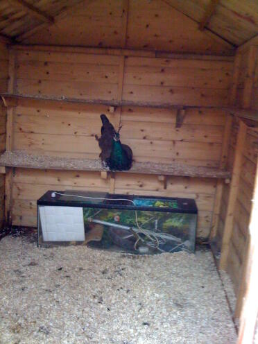 Zion my year old peacock in the shed roosting