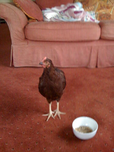 My young rhode island red rooster decided to come in the house...