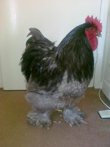 Chicken indoors