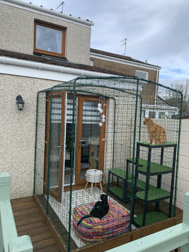 Tigger and chrissy’s new catio 