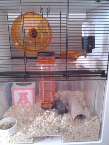 Salt and pepper the gerbils in our Qute
