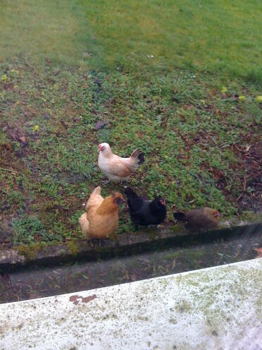 Some of my hens out the window